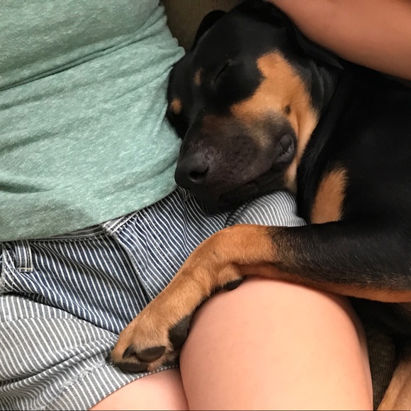 Allergy Alert! There’s a dog in this house! - Picture 2 of 8